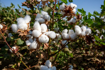 Cotton fiel, Izmir / Turkey