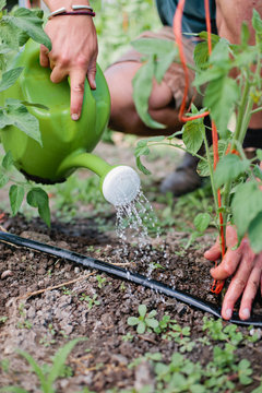 Watering garden