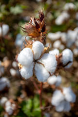 Cotton fiel, Izmir / Turkey
