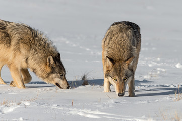 Grey Wolves (Canis lupus) Sniff About in Snowy Field Winter