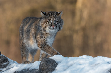 Bobcat (Lynx rufus) Stands on Log One Paw Forward Winter © hkuchera