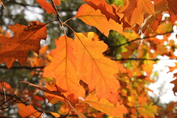 beautiful orange leaves closeup in a forest in autumn at a sunny day
