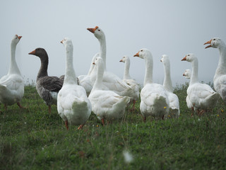 White geese graze in the green grass