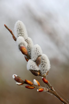 Willow catkins on foggy morning