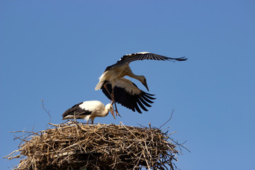 A pair of white storks in the nest.