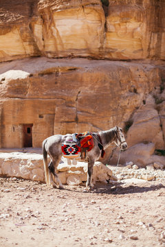 Exploring the ancient city of Petra, Jordan