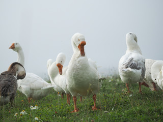 Naklejka na ściany i meble White geese graze in the green grass