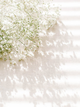 Baby's Breath Bathed in Shadows