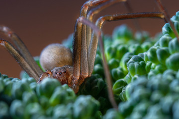 Spider on Broccoli Macro Photography