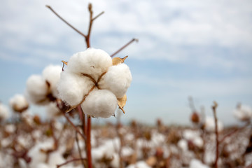 Cotton fiel, Izmir / Turkey