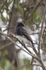 Wildlife found around the Ventura ponds.