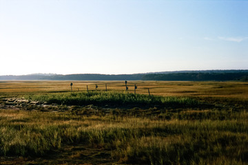 Bird houses in the Marsh