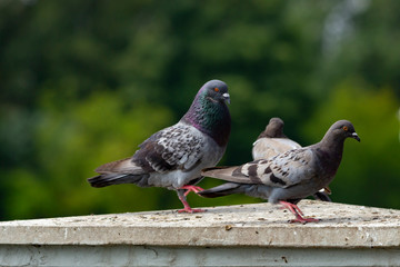 Portrait of a rogue on a blurred background.