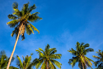 Obraz na płótnie Canvas Green palm tree on blue sky background. Beautiful tropical nature photo. Fluffy palm leaf on wind. Idyllic tropical island seaside