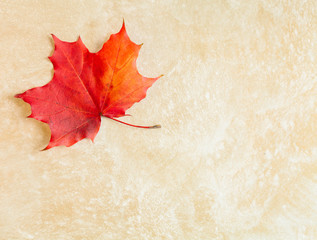 Naklejka na ściany i meble Beautiful textured autumn maple leaf with selective focus on a beige stucco background. Autumn concept with fall and empty place for text. Minimalistic Autumn Invitation Card