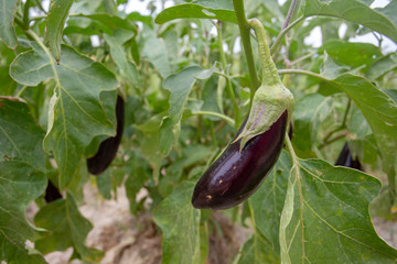 Fresh eggplant field