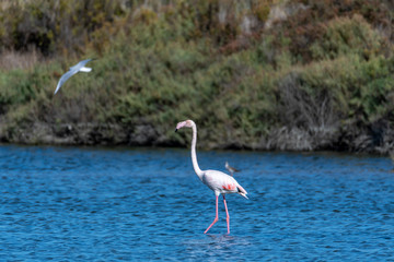 great blue heron