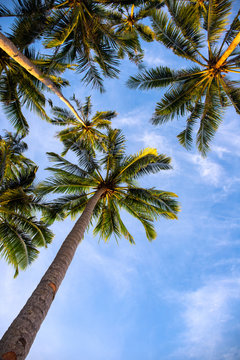 Tropical palm tree branch on blue sky background, vertical photo, Thailand or Caribbean skyscape. Social media cover image