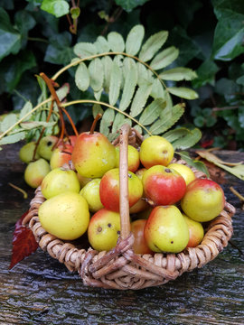Speierlingfr&uuml;chte im Korb