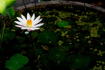 Lotus Flower