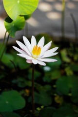 Lotus Flower