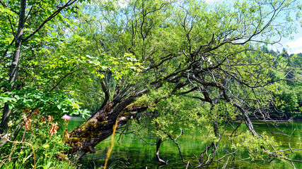 Fototapeta premium Baumstamm am Bersee