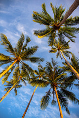 Obraz na płótnie Canvas Tropical palm tree on blue sky background, vertical photo, Summer travel destination. Social media cover image