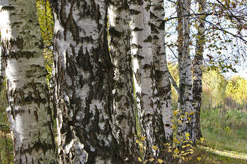 birch trunks on the outskirts of the forest