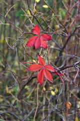 bright colors of autumn nature