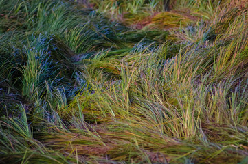 Autumn flowers and grasses. Dry autumn plants