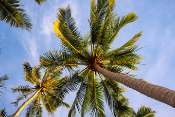 Fototapeta premium Tropical palm tree branch on blue sky background. Coco palm tree crown banner template. Summer travel destination