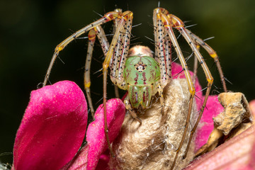 Mother spider guards her egg sac