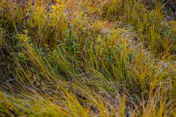 Autumn flowers and grasses. Dry autumn plants