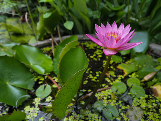 Lotus Flower