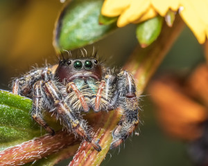 spider on leaf
