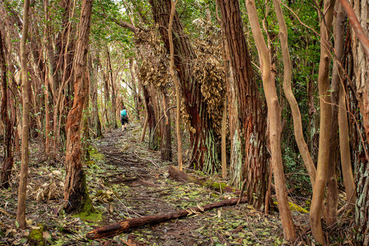 Hiking through Kauai forest