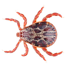 Acari tick Dermacentor marginatus isolated on white background. Dorsal view of isolated male ixodes tick.