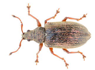 Phyllobius pyri, known as the Common Leaf Weevil beetle, is a species of broad-nosed weevil in the...