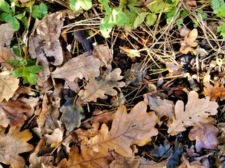 The autumn scene. Fallen, withered, brown oak leaves on the ground
