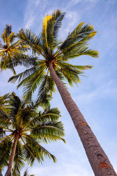 Tropical palm tree branch on blue sky background, vertical photo, Summer travel destination. Social media cover image.