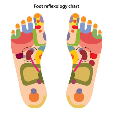 Foot reflexology chart with description of the corresponding internal and body parts. Acupuncture points on the foot. Vector illustration over white background.