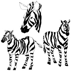 Fototapeta na wymiar Vector Exotic zebra wild animal isolated. Black and white engraved ink art. Isolated animal illustration element.