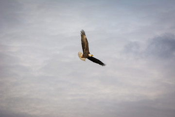 Bald Eagle Flying in the Sky 