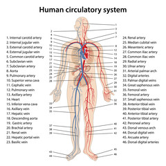 Human circulatory system. Diagram of circulatory system with main parts labeled. Vector illustration of great and small circles of blood circulation.