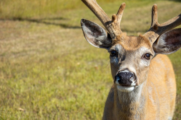 Whitetail Deer 