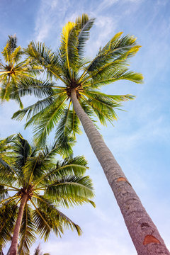Tropical palm tree on blue sky background, vertical photo, Summer travel destination. Social media cover image.