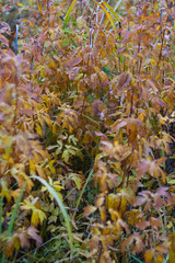 Autumn flowers and grasses. Dry autumn plants