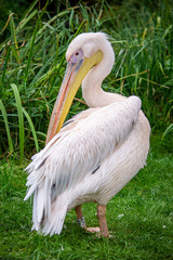 portrait of a pelican