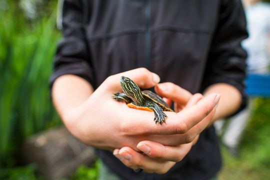 Biologist holds a western painted turtle