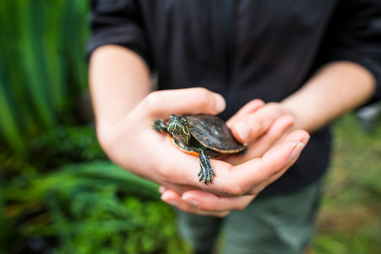 Researcher inspects a western painted turtle